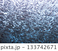 洞窟の中のハタンポの群れ 133742671