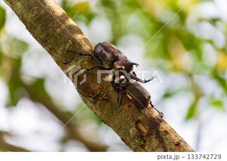 台湾 南投 昆虫 133742729