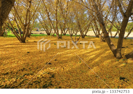 紅葉した銀杏畑 133742753