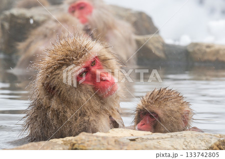 スノーモンキー（地獄谷野猿公苑） 133742805