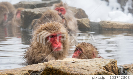 スノーモンキー（地獄谷野猿公苑） 133742808
