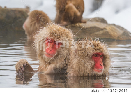 スノーモンキー（地獄谷野猿公苑） 133742911