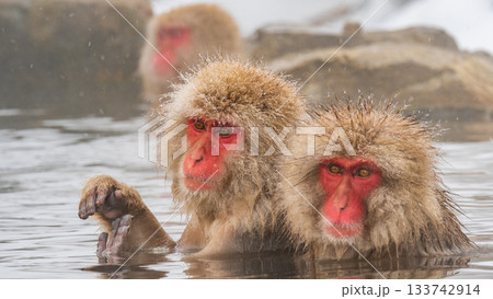 スノーモンキー（地獄谷野猿公苑） 133742914