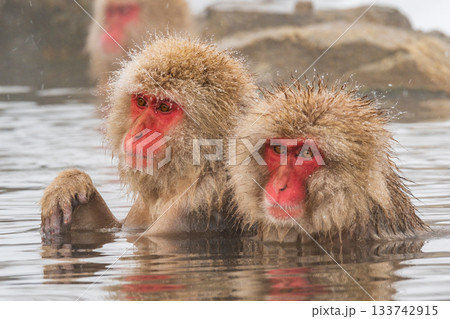 スノーモンキー(地獄谷野猿公苑) スノーモンキー(地獄谷野猿公苑) 133742915