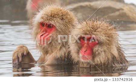 スノーモンキー(地獄谷野猿公苑) スノーモンキー(地獄谷野猿公苑) 133742916
