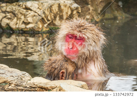スノーモンキー(地獄谷野猿公苑) スノーモンキー(地獄谷野猿公苑) 133742972