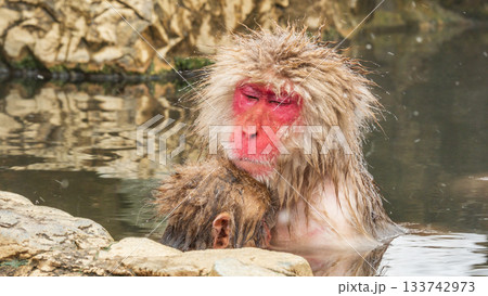 スノーモンキー（地獄谷野猿公苑） 133742973