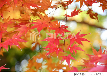 美しい京都の紅葉 133742995