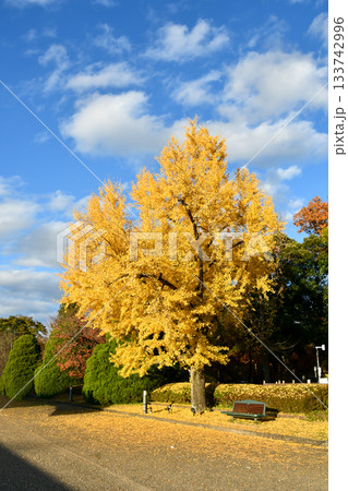 イチョウの木　Ginkgo tree 133742996
