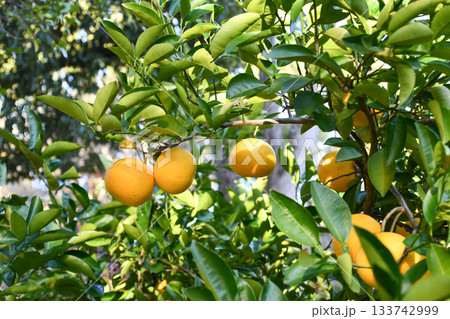 ハッサク Hassaku orange ハッサク Hassaku orange 133742999