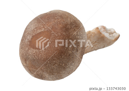 透明背景（png）に1本のシイタケ 133743030