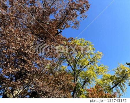 青空に映える晩秋の紅葉とイチョウ・見上げる高い木々の風景 133743175