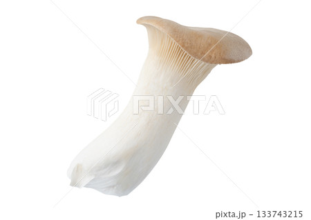 透明背景（png）に1本のエリンギ 133743215