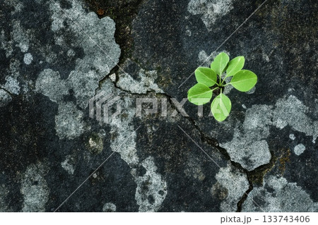 Resilient Green Plant Growing Through Cracked Gray Stone Surface Resilient Green Plant Growing Through Cracked Gray Stone Surface 133743406