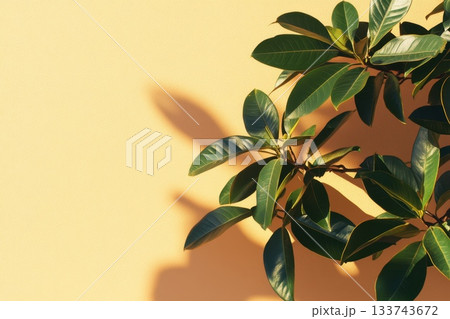 Subtle Plant Shadows on Minimalist Soft Background 133743672