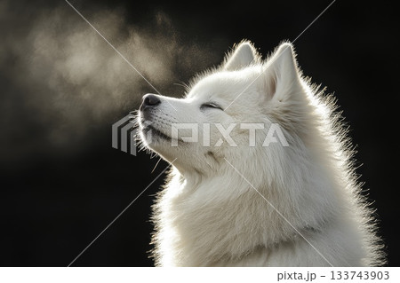 Luminous Samoyed Puppy Shaking Off Water in Gentle Light 133743903