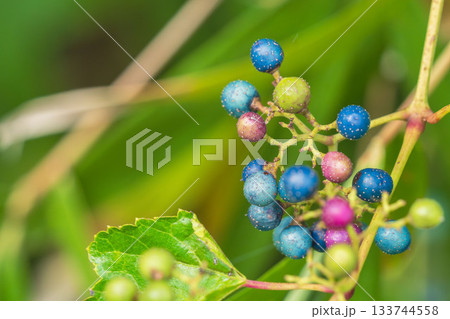 秋の山　ノブドウのカラフルな実07 133744558