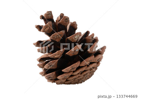 透明背景（png）に1個の松ぼっくり 133744669