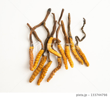 Cordyceps or Ophiocordyceps sinensis mushroom herb is fungus for used as medicine on white background. 133744798