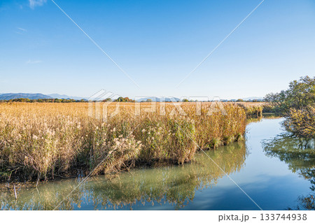 西の湖のヨシ群落　滋賀県近江八幡市 133744938