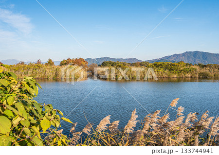 西の湖　ラムサール条約湿地登録エリア　滋賀県近江八幡市 133744941
