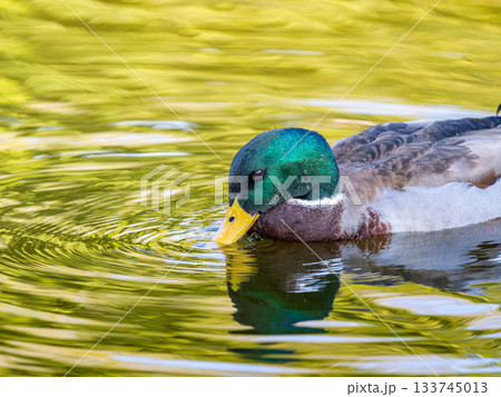 池を泳ぐマガモのオス 133745013