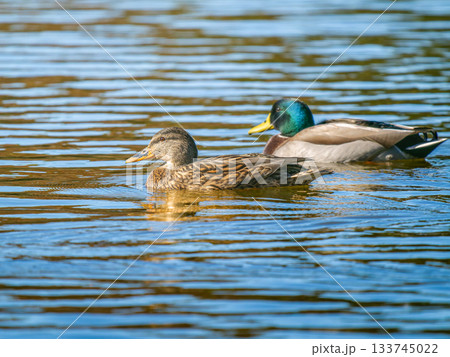 池を泳ぐマガモのオスとメス 133745022