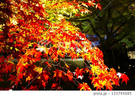 感動の紅葉ライトアップ 133745085