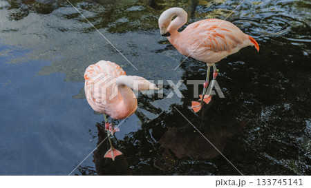 水辺で休むフラミンゴ　八景島シーパラダイス 133745141