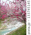 花桃の里 133745145