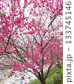 花桃の里 133745146