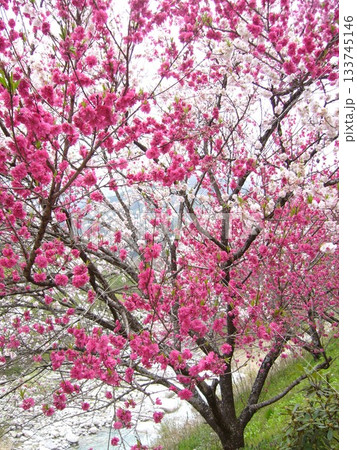 花桃の里 133745146