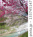 花桃の里 133745147