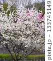 花桃の里 133745149