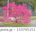 花桃の里 133745151