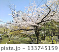 日比谷公園の池の畔に咲く桜 133745159