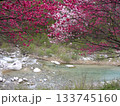 花桃の里 133745160