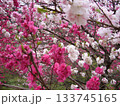 花桃の里 133745165
