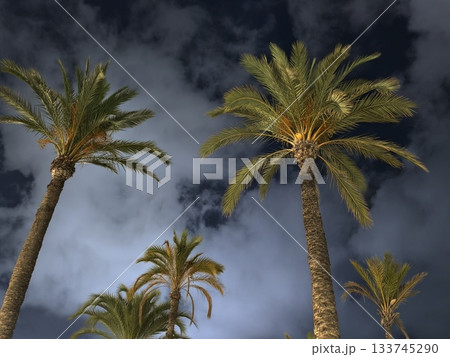 palms under dramatic nighttime sky, tall palms beneath moody night with clouds and uplighting palms under dramatic nighttime sky, tall palms beneath moody night with clouds and uplighting 133745290