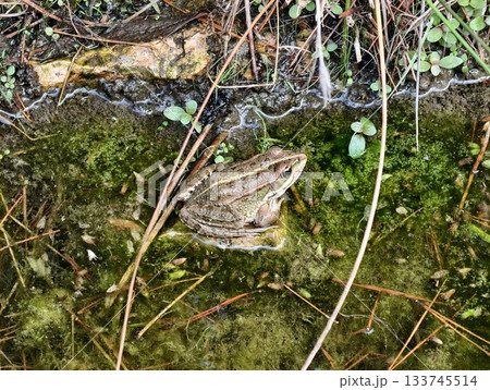 frog on forest floor, mottled frog in natural habitat blending seamlessly with leaf litter 133745514