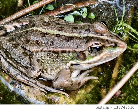 magnified image of frog eye, enlarged view emphasizing intricate details of frog eye and skin 133745516