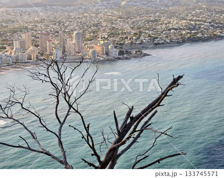 silhouette of dark branch against shimmering turquoise bay with resort skyline and distant headland 133745571