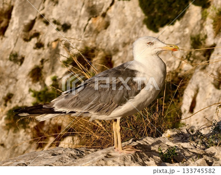 bird sitting on sunlit rocks during sunset, seagull resting on sunlit rocks overlooking coast bird sitting on sunlit rocks during sunset, seagull resting on sunlit rocks overlooking coast 133745582