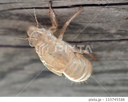 dried cicada exoskeleton on wood, translucent cicada exoskeleton clinging to aged wooden surface 133745586