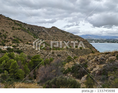 tranquil bay view amidst pines and shrubs, calm coastal scene with soft light and peaceful 133745698