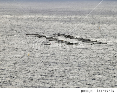 aquaculture on water, serene maritime scene of large offshore mussel production on silvery waters 133745713