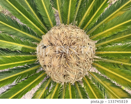 seed structure overview, indepth botanical examination of seed cone morphology and seed development seed structure overview, indepth botanical examination of seed cone morphology and seed development 133745819