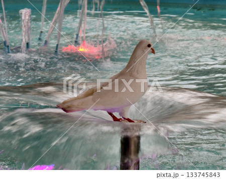 serene urban dove representing tranquility, peaceful urban dove signifies calmness in city serene urban dove representing tranquility, peaceful urban dove signifies calmness in city 133745843