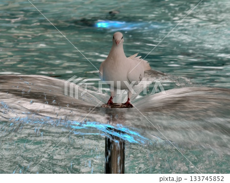 calm dove directly facing camera beside fountain illuminated by vibrant water and neon lights calm dove directly facing camera beside fountain illuminated by vibrant water and neon lights 133745852