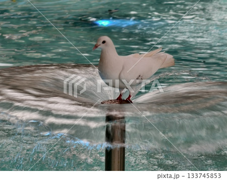 grey pigeon searching rocky coast, grey pigeon forages on rocky shore amid tidal rocks and surf 133745853